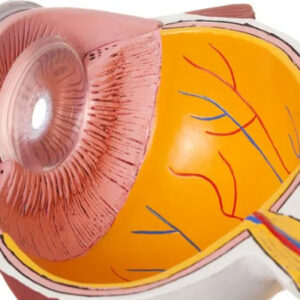santral-seroz-retinopati-tedavisi santral-seroz-retinopati-tedavisi
